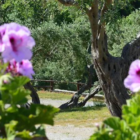 Colori Di Sicilia Rodia