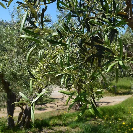 Colori Di Sicilia Rodia